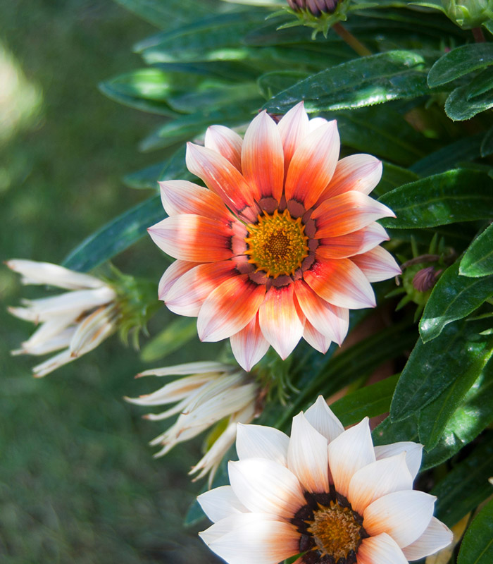 hotel-baia-di-nora-giardino-mediterraneo-particolare-fiori